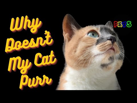 Why Doesn’t My Cat Purr? | pet facts #Shorts pet facts