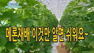 알기쉬운 메론재배법 적과 적심 수정 관리 멜론농사 [시골농부 천하대감]