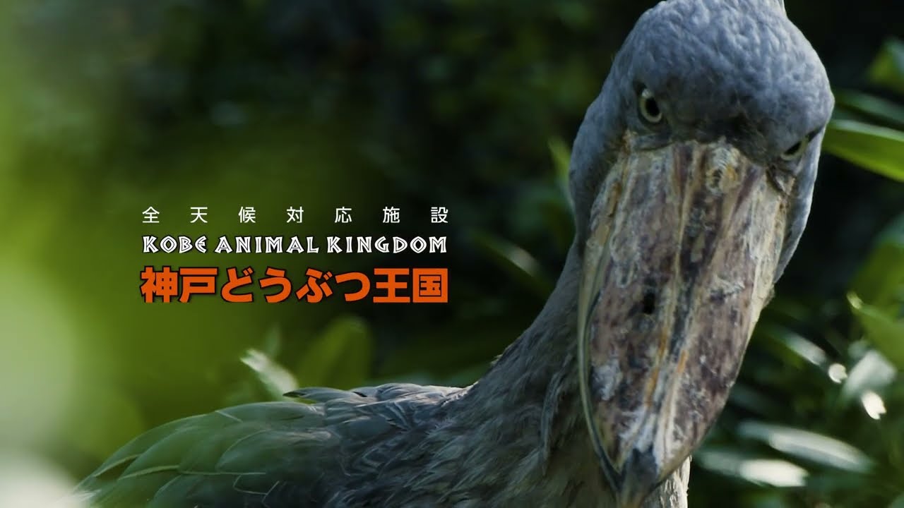 神戸どうぶつ王国【生きるを魅せる、野生への扉~また会いたくなるいのちがある～】15秒篇　2026年　春CM