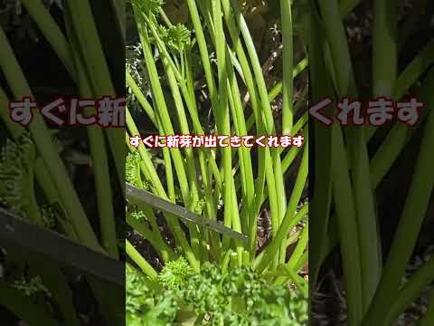 犬用パセリ 植物