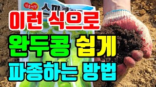 완두콩 이런식으로 심으면 풍성한 수확가능 완두콩심는 시기와 는방법 시골할머니가 완두콩심는 방법 이렇게 해봤습…