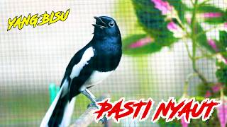 Download lagu KACER GACOR PAGI HARI, MEMANGGIL KACER LAWAN PASTI NYAUT mp3