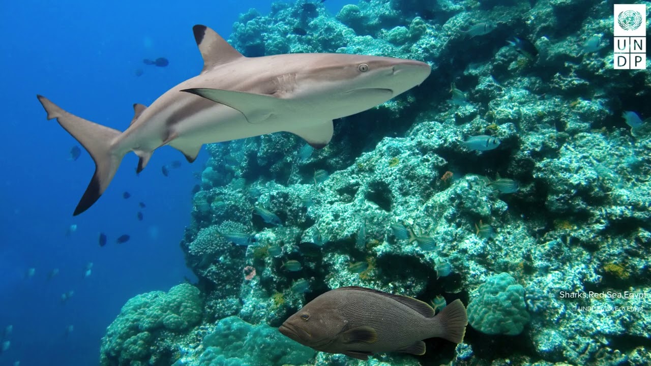 Preserving biodiversity in the Arab region
