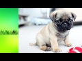 Carlino - Top 6 Datos Interesantes Que No Sabias Sobre Los Perros Pugs