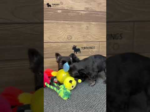 Video 1