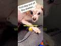 They gave this dog a second chance ❤️