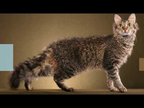 Classification of Cat Breeds #KO: Kashmir Cat, Korat CAT, LaPerm cat, Maine Coon cat | DISCOVER