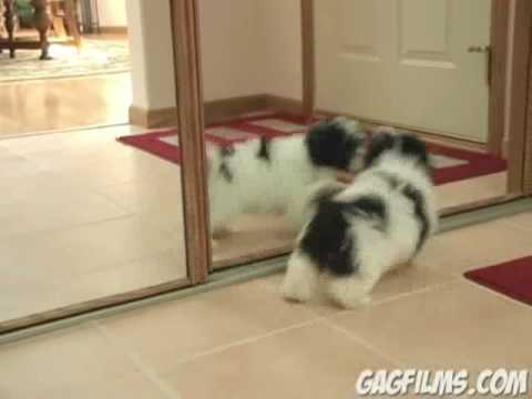 Verrückter Hund mit Spiegel