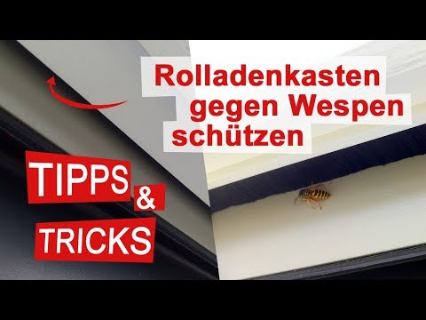 Rolladenkasten gegen Wespen schützen und abdichten
