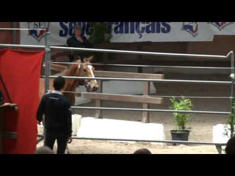 Tolkien des Ibis (Quidam de Revel)