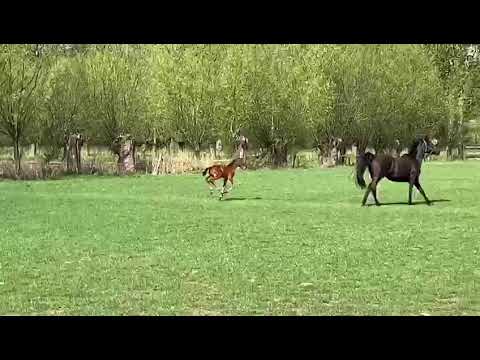 Foal by Foncetti vd heffinck