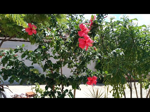 Mostrando um pouquinho do bairro Barragem em Iuiú Bahia 