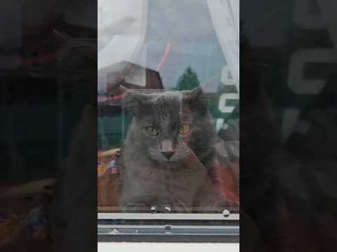 Chilling 😎#moxi #Chilling #cat