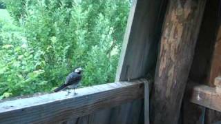 Bird, my crazy friend