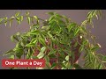 Hoya Bella Houseplant Care 73 Of 365