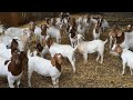 Small Scale Goat Farming வெள்ளாடு வளர்ப்பு