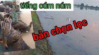Download lagu tiếng cúm núm gà đồng bản ăn lưới mới nhất 2022 mp3 Download lagu tiếng cúm núm gà đồng bản ăn lưới mới nhất 2022 mp3
