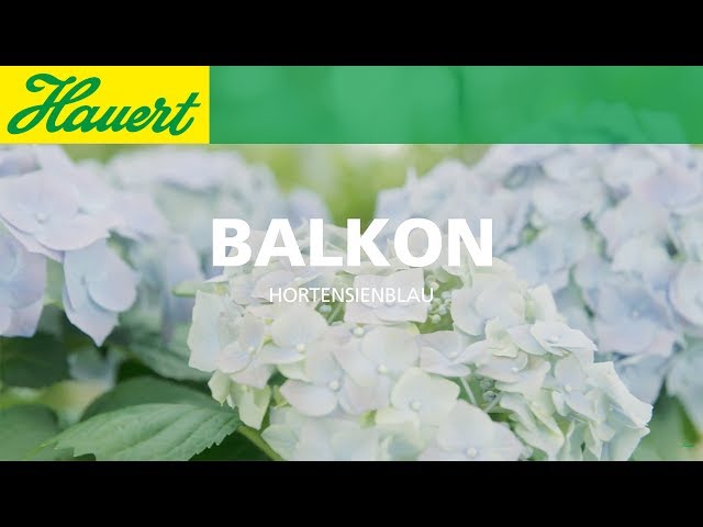 Hauert Flüssigdünger für Hortensien, 1 l