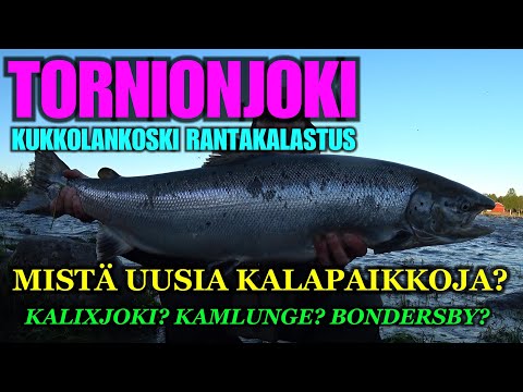 TORNIONJOKI RANTAKALASTUS - KUKKOLANKOSKI Suomen Puoli ( 123 cm Vedenkorkeudella - Lohenkalastus )