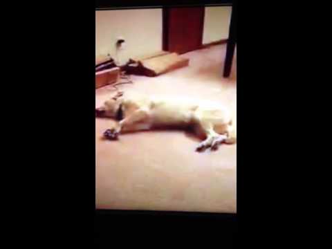 I never laughed so much.