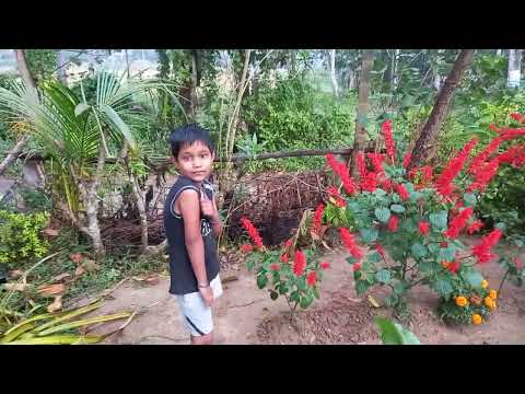 flowers 💐 🌹 garden