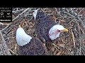 Port Tobacco Eagle Cam ✿ Chandler Injured, Blood Stained Head ✿ 2023.01.05