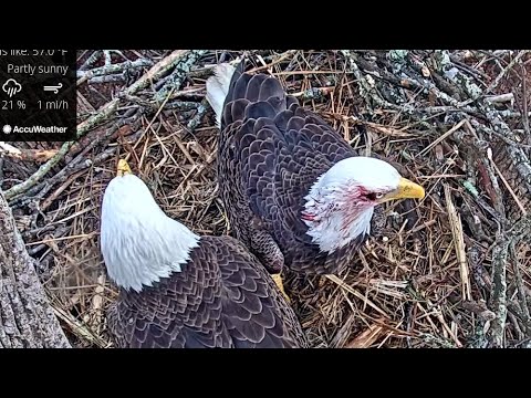 Port Tobacco Eagle Cam ✿ Chandler Injured, Blood Stained Head ✿ 2023.01.05