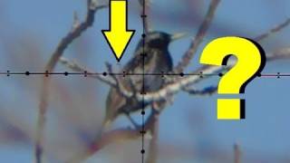 Unluckiest Bird in the World - [Hunting] Ricochet