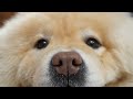 Today I groomed a Lion | Chow Chow