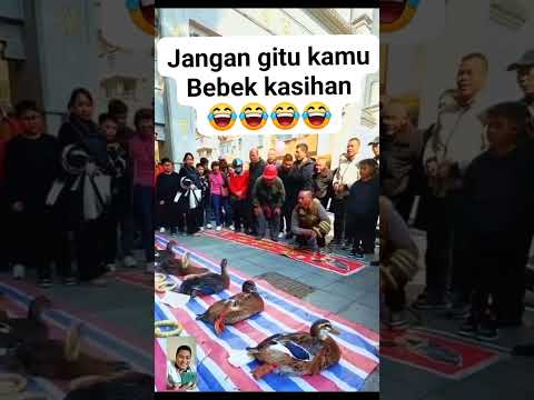 bebeknya punya keahlian lebih jadi bisa menghindari kocak banget ya kak bikin ketawa ngakak 😂😂😂😂😂😂😂😂