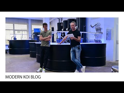 Modern Koi Blog #5117 - Do dead mosquitoes in the filter harm biology and the Koi?