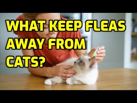 Flea Treatment And Prevention For Cats [Vet-Recommended]