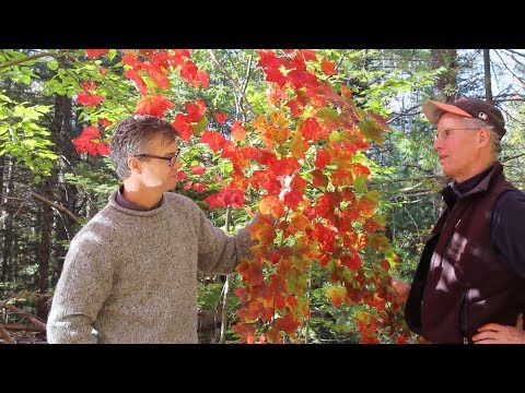 Nature Moments: Why Do Leaves Change Colors?