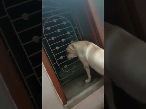 Nokul dana khabe bole pechone gurcha😃😃❤❤