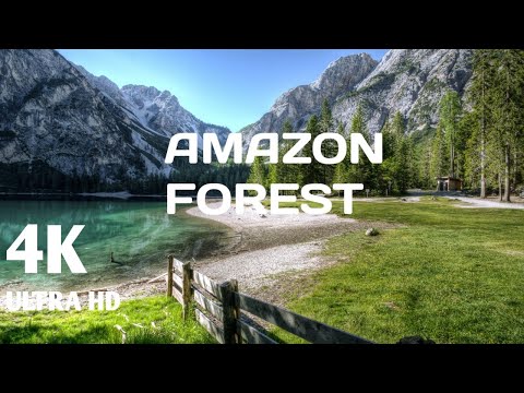 Amazon 4k Forest - Horizon view bath with Beautiful nature - 4K Video HD