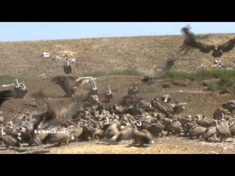 Buitres comiendo ( Gyps fulvus ) Griffon vulture