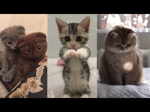 Revolution Plus For Cats / Cat Treats / The Cat