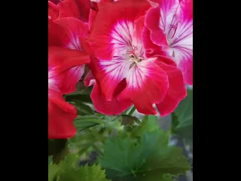 Sardunya aşkı ♥️ Melva Red (fincan) kırmızı sardunya #shorts #flowers