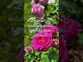 Telugu Quotation Quotes Motivation Telugu Teluguquotes Lifequotes Life Like Subscribe