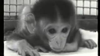 Monkeys Will Never Talk by Shima