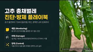 [농사정보] 고추_총채벌레가 일으키는 TSWV(칼라병)
