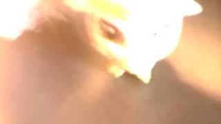 Мой новый пэт