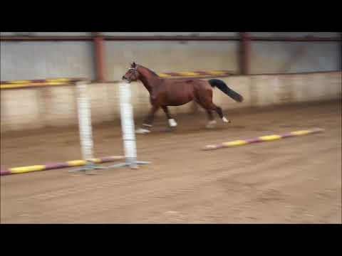 FOR SALE: Fantastic jumping stallion by Charisma (v. Stakkato)