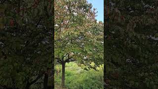 Beautiful dogwood tree!