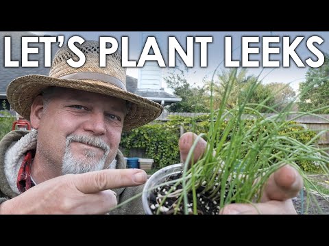 , title : 'Let's Plant LEEKS! A Winter Gardening How-to || Black Gumbo'