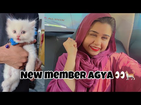 Hum cat le aaye 🐈❤️ | catlovers | fizakashif | #viral #dailyvlog #ucp #cats #catlover
