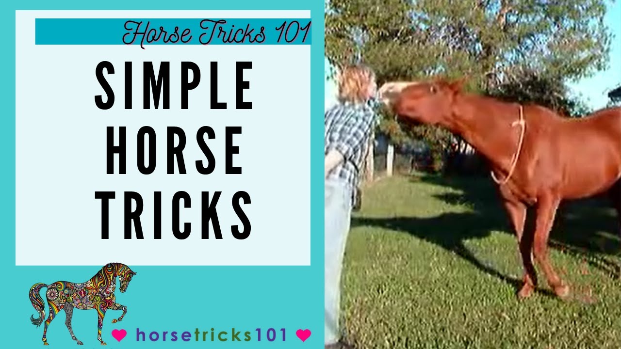 Simple horse tricks