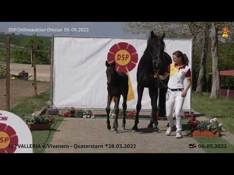 19 Vivanero Quaterstern