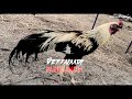 Vazhkai Oru Porkalam WhatsApp Status Video Kalee Creations