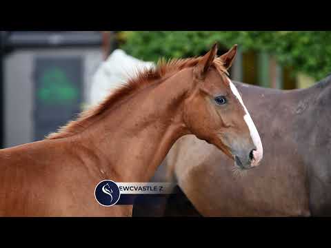 Montecristo Newcvastle Z